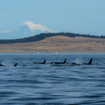 Pod of Whales