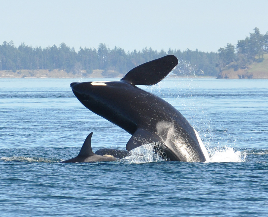 Breaching Orca