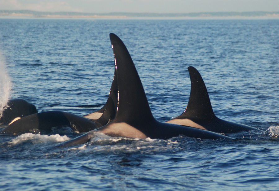 A pod of Orcas