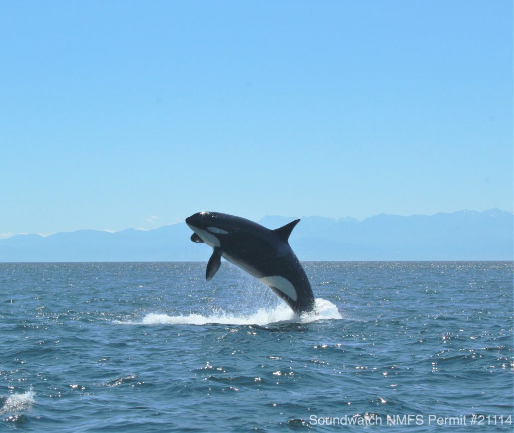 Canadian Management Measures to Protect Southern Resident Killer Whale