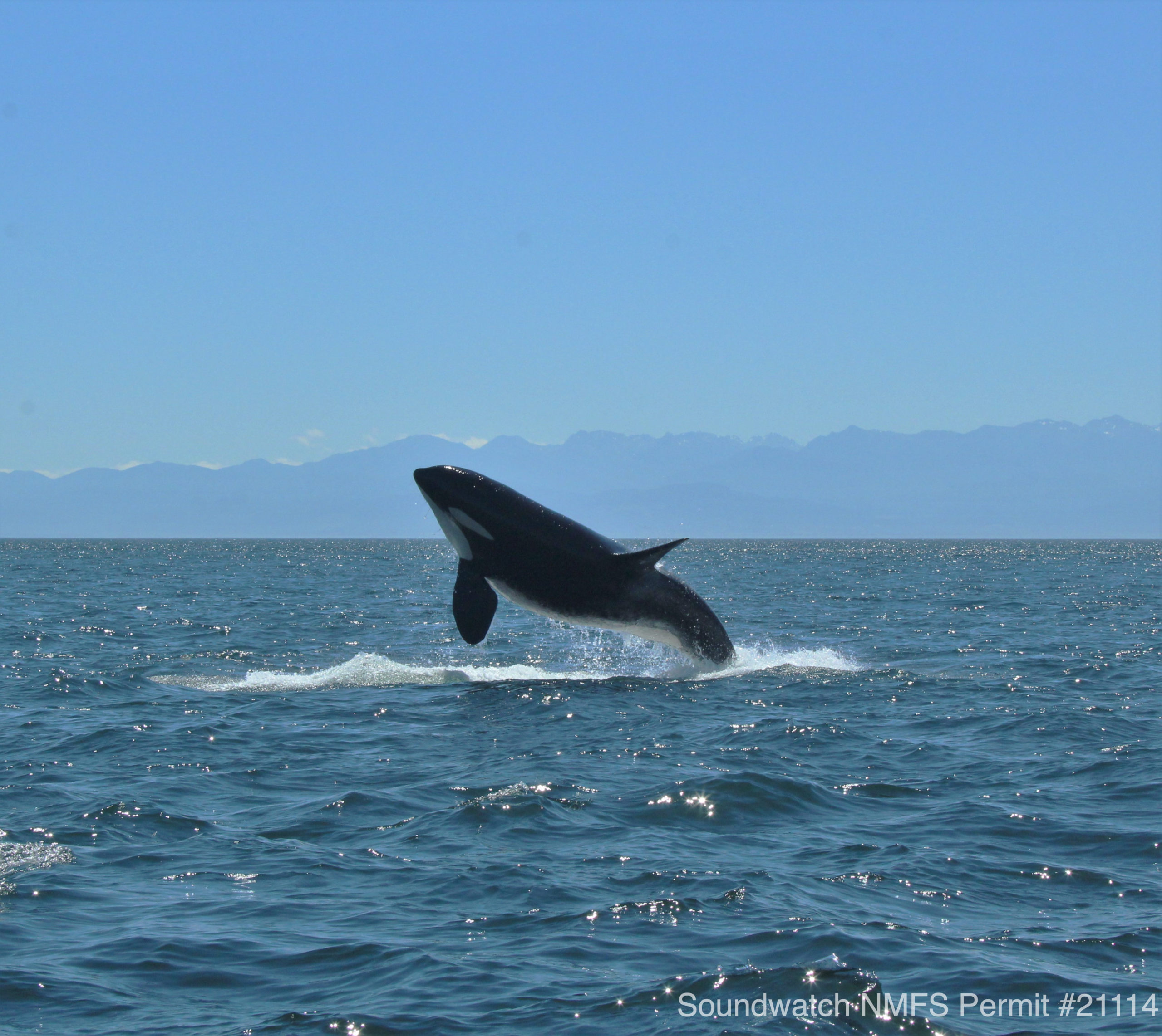 Breaching Orca