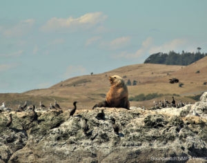 Seal & friends sun bathing