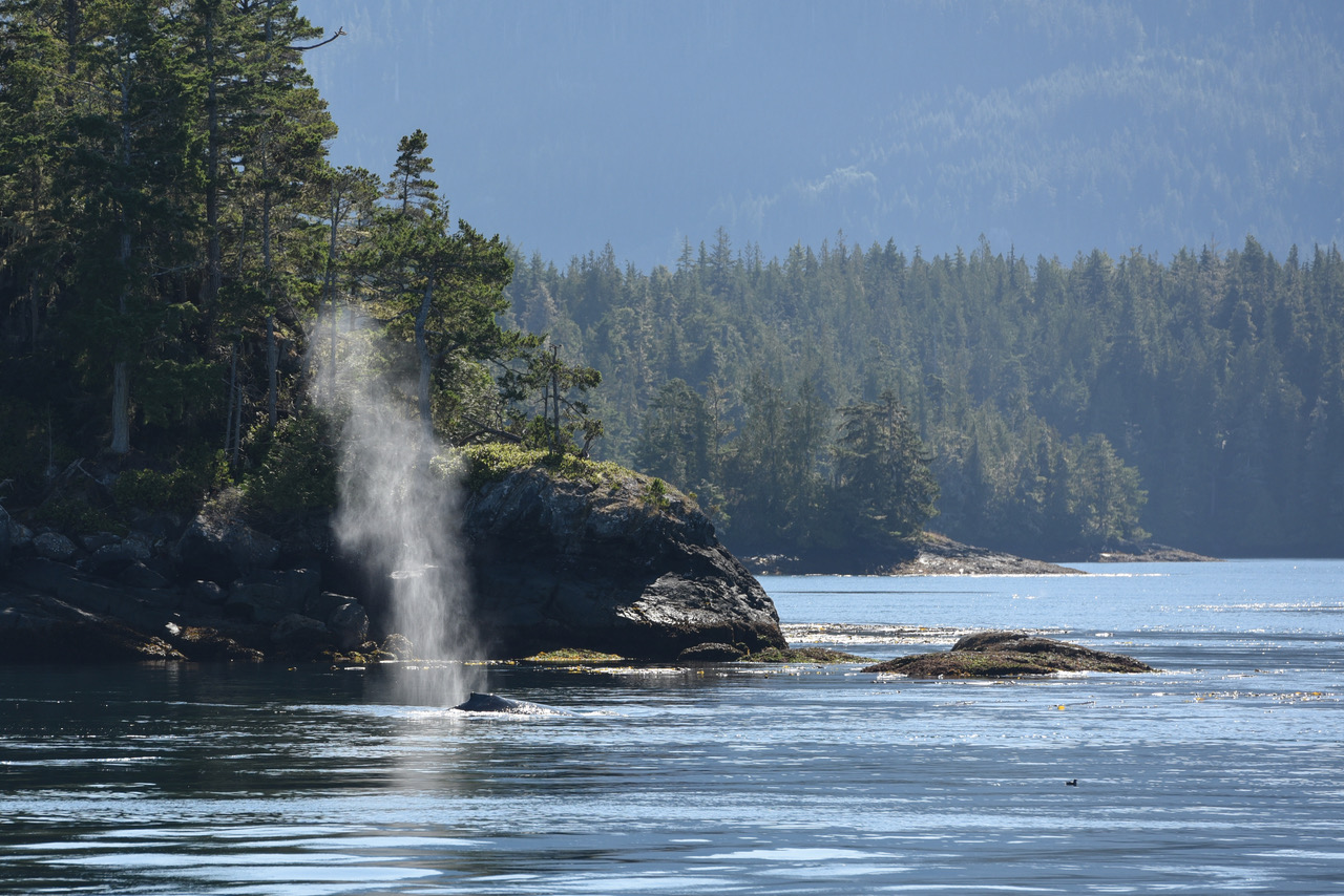 MERS, Marine Mammal License MML-42