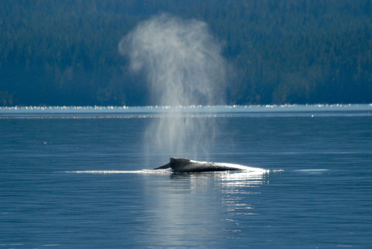 MERS, Marine Mammal License MML-42
