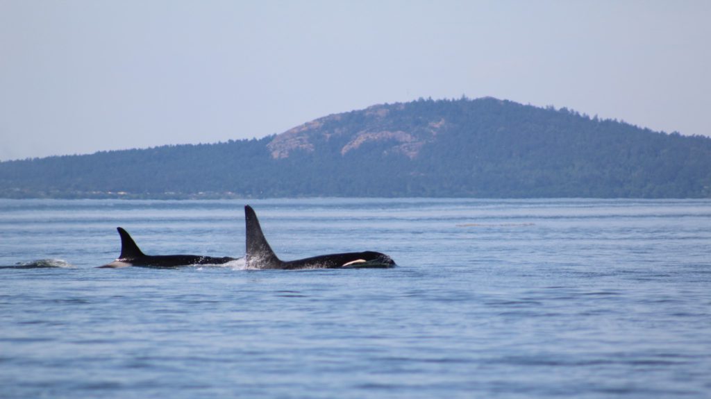 For Immediate Release - San Juan County Boaters Encouraged to 'Be Whale Wise'