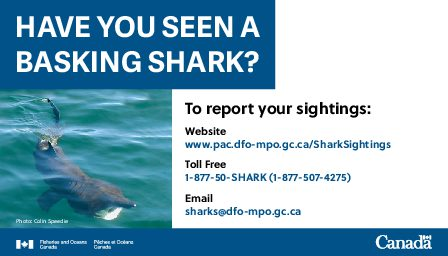 Have You Seen A Basking Shark graphic