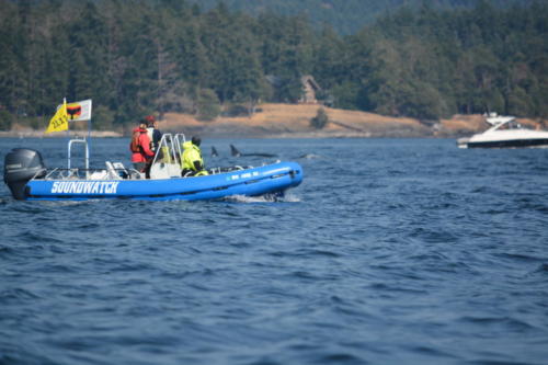 Soundwatch monitoring J pod and vessel traffic